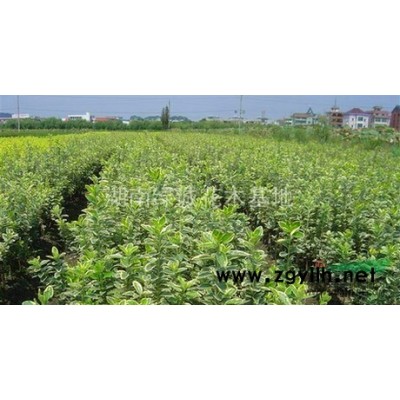 廣玉蘭，廣玉蘭供應，廣玉蘭價格，廣玉蘭圖片