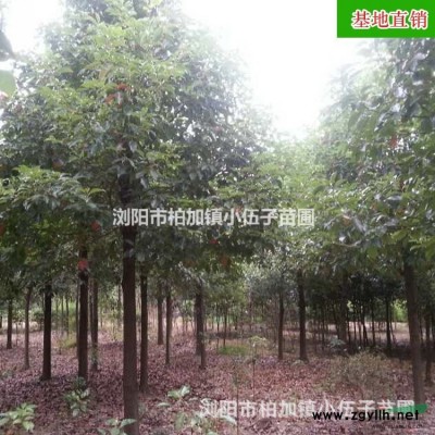 批發(fā)供應(yīng)香樟樹 全冠 10至12公分 工程苗 常綠喬木 市政