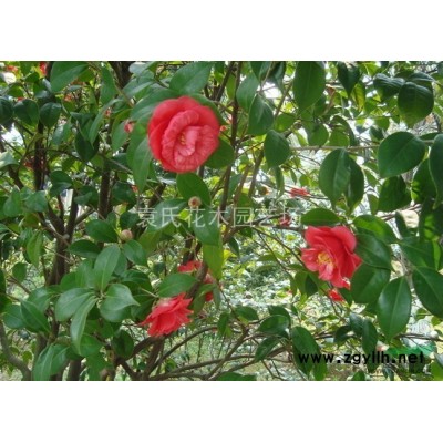 供應浙江地區廣玉蘭 紅玉蘭 白玉蘭