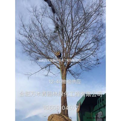 安徽叢生香樟30-150公分哪里好/哪家便宜