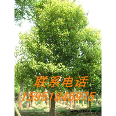 香樟苗木價格報價分析信息咨詢