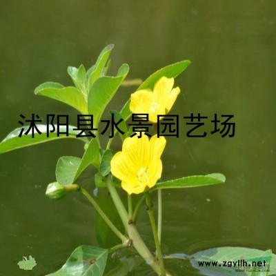 供應(yīng)各種銀杏