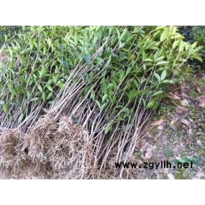 出售各規(guī)格的桂花苗、桂花樹(shù)、盆栽桂花、楠竹、楠竹種、香樟、紅