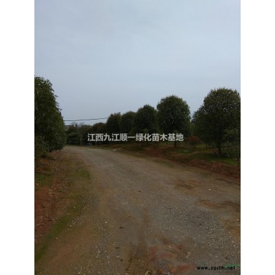 大小規格香樟小苗5基地