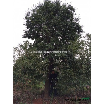 供應(yīng)香樟樹苗，2-50公分香樟樹，移植香樟，移植骨架香樟