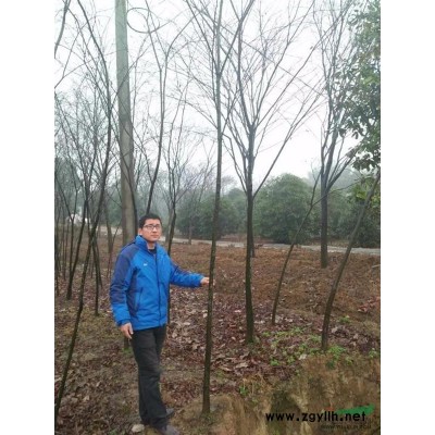 江蘇地區(qū)供應(yīng)15公分廣玉蘭