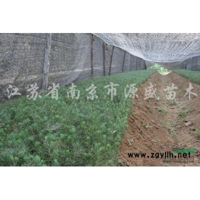 供應櫻花，廣玉蘭，雪松價格
