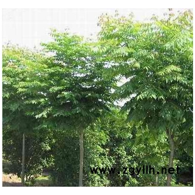 廣玉蘭*新價(jià)格/廣玉蘭報(bào)價(jià)