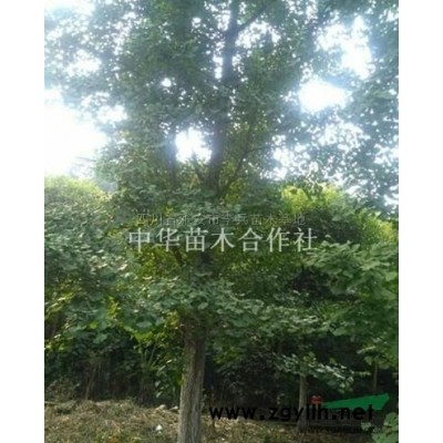 骨架桂花、紅豆杉，精品桂花、紅豆杉，海棠，銀杏，紫薇，櫻花等