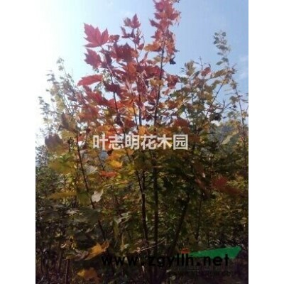 杭州大銀杏價(jià)格  桐廬銀杏 浙江銀杏價(jià)格行情
