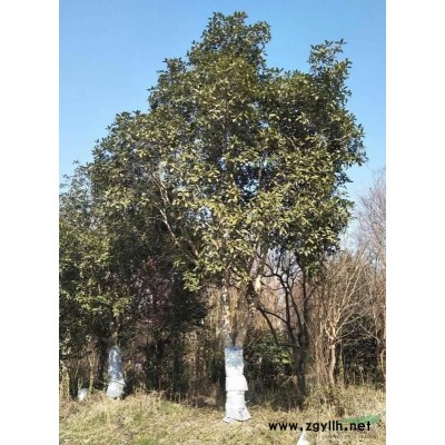 供應移植多年大規格香樟、樸樹、榔榆