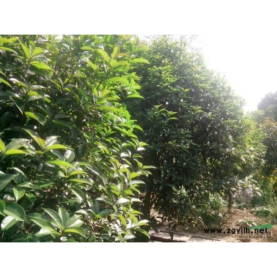 廣玉蘭 高桿女貞