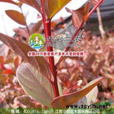 臺灣牡丹櫻 江西櫻花 比廣玉蘭更好看的綠化彩化樹