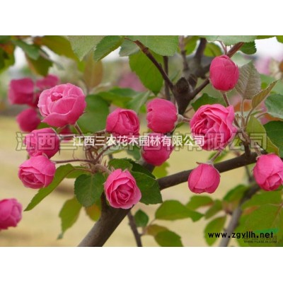 美國紅楓小苗 新一代行道樹之王：“香樟”VS美國紅楓