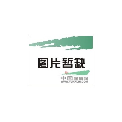 10公分香樟種子*新價格