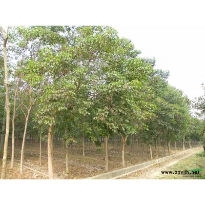 桂花報(bào)價(jià)：胸徑8-30桂花價(jià)格，八月桂花四季桂花樹(shù)，全冠金桂