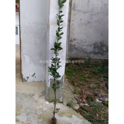 桂花，北方可種植哪些苗木，嫁接桂花，桂花價格