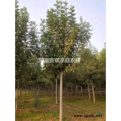 出售8--10公分大葉女貞5500棵價格優(yōu)惠農(nóng)戶直銷