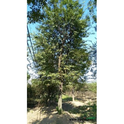 桂花|安徽桂花|精品桂花|桂花價格|桂花小苗