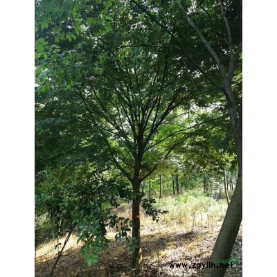 蓬徑3米-7米精品桂花