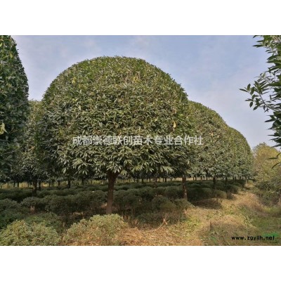 成都溫江郫縣高桿桂花1.7分枝桂花樹15-20公分出售