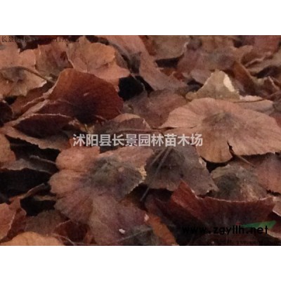 桂花種子價(jià)格,哪里有賣的？
