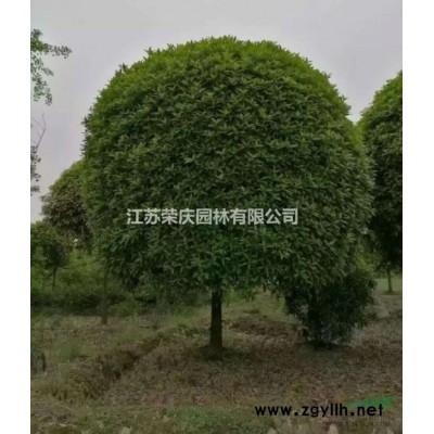 江蘇常年供應規格2公分~15公分大葉女貞