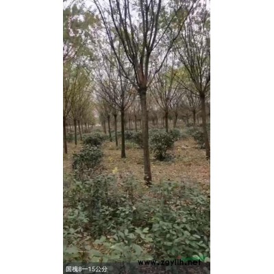 女貞，欒樹，桂花，無患子大量出售