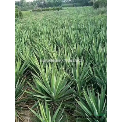 城市綠化常綠闊葉樹種大葉女貞優(yōu)質(zhì)河南供應(yīng)