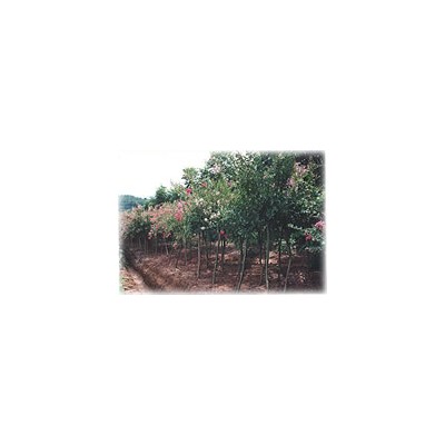 楓香、紅葉李、八月桂全冠、大香樟