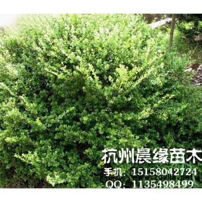 廣玉蘭