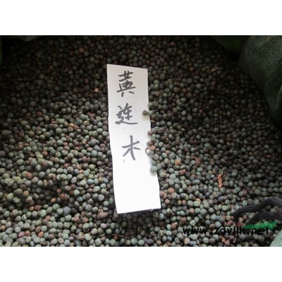 江西香樟當年苗小苗批發*新報價/香樟當年苗小苗批發圖片