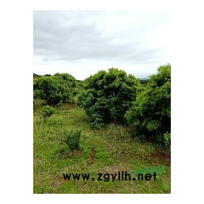 桂花小苗100-150公分高，2年生桂花小苗1公分