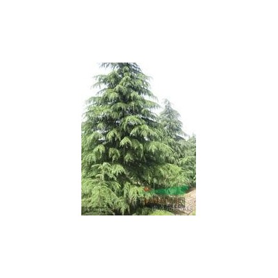 8公分桂花樹/桂花樹價格詳情