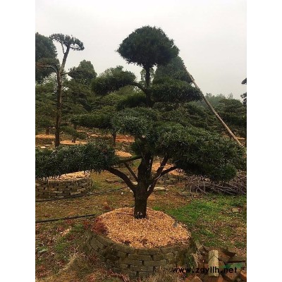 湖南15-20-25-30公分桂花價格及移栽衰弱復壯措施