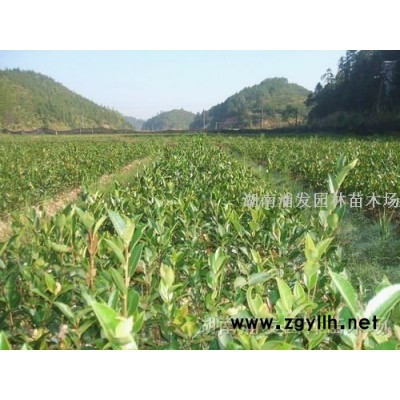 移栽大葉女貞，骨架大葉女貞，全冠大葉女貞
