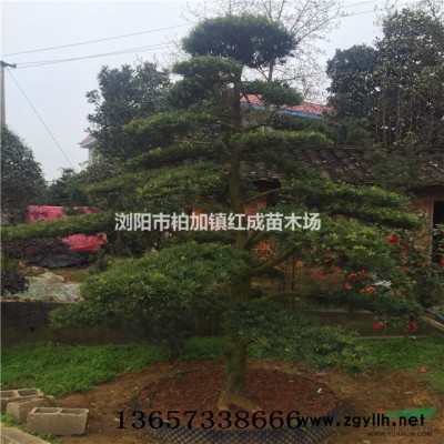 小葉女貞 大葉女貞 女貞球 女貞柱