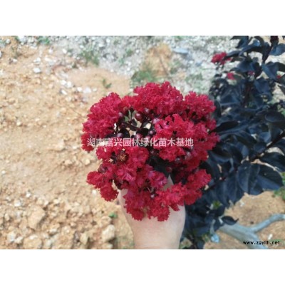 10公分精品珍珠彩桂成本，*具市場前景新品桂花，批發珍珠彩桂