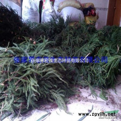 桂花有哪些價值？為什么人們都喜歡栽種桂花樹？