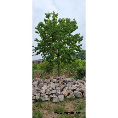 桂花樹，桂花樹袋苗，桂花樹假植苗，桂花樹8-20公分，產(chǎn)地直銷