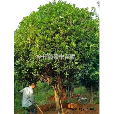 廣西桂林地區(qū)供應(yīng)10-45公分桂花樹