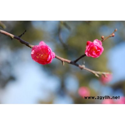 紅楓，櫻花，銀杏
