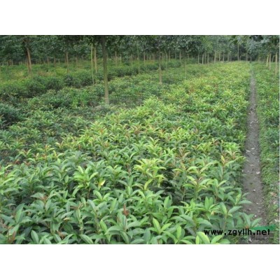 供應6-40公分香樟