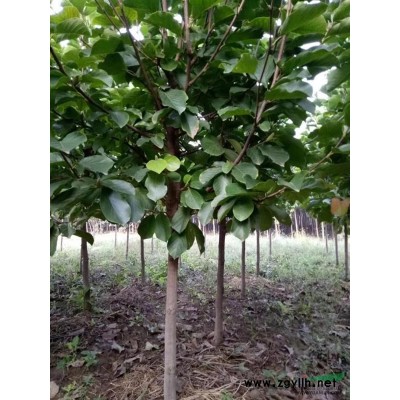 桂花新價格/桂花報價