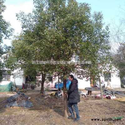 浙江桂花 湖州桂花樹價(jià)格 浙江桂花價(jià)格哪里好/哪家便宜