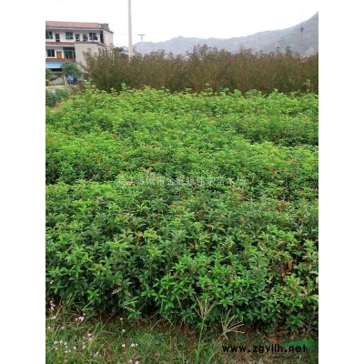 浙江地區供應大葉女貞（冬青樹）