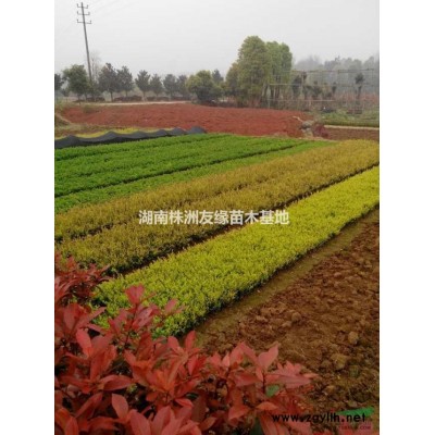 好消息！2/3/4/5公分小桂花上架出售啦!湖南桂花小毛球！
