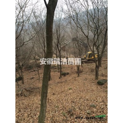 上海桂花 桂花樹 安徽桂花 滁州桂花  桂花價格
