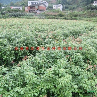 地徑2公分的大葉女貞苗只有2000株(地徑2公分)
