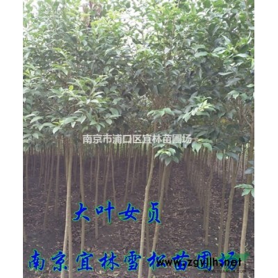 8公分桂花什么價格|10公分桂花樹是否優惠